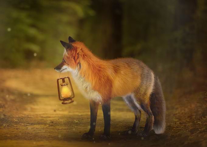 Mystic Animal Pictures