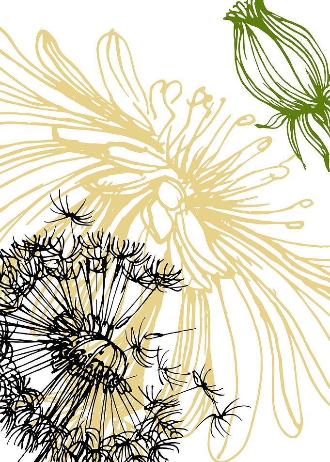 Taraxacum blowball