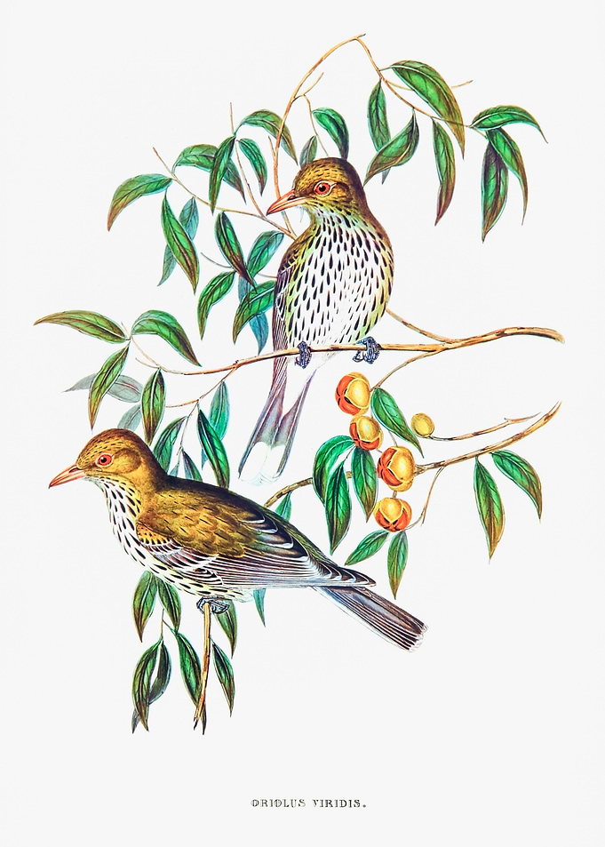 New South Wales Oriole