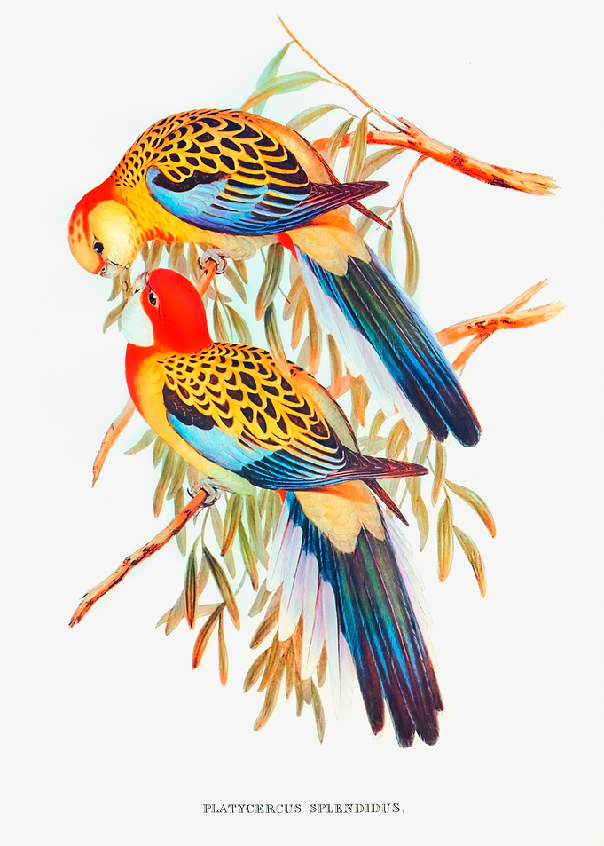 Splendid Parakeet