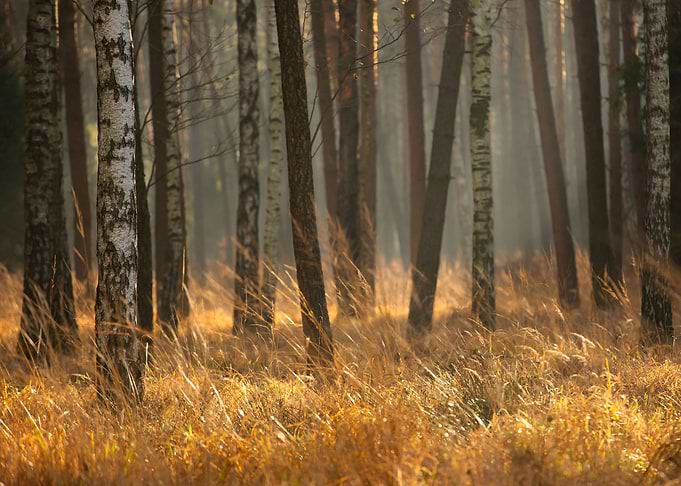 Autumn forest