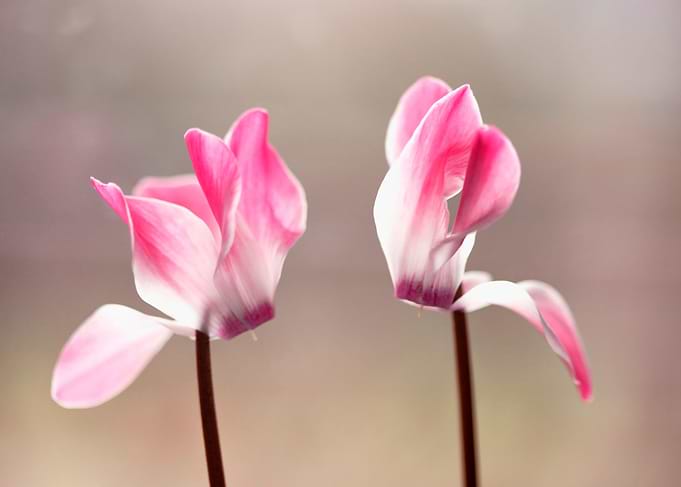 Pink flowers
