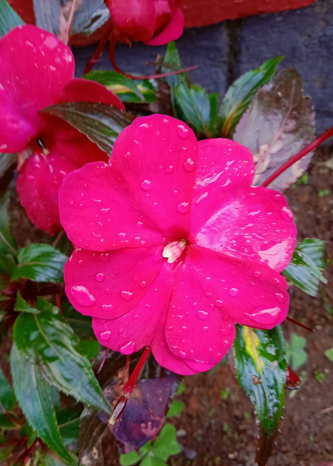 Flowers in Dawn4