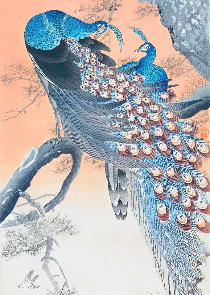 Two Peacocks