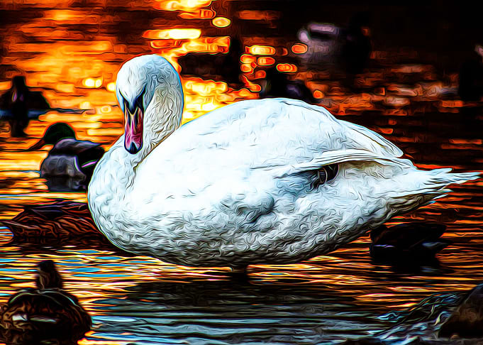 Swan