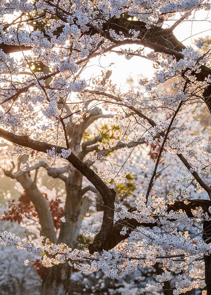 Cherry blossoms in Japan