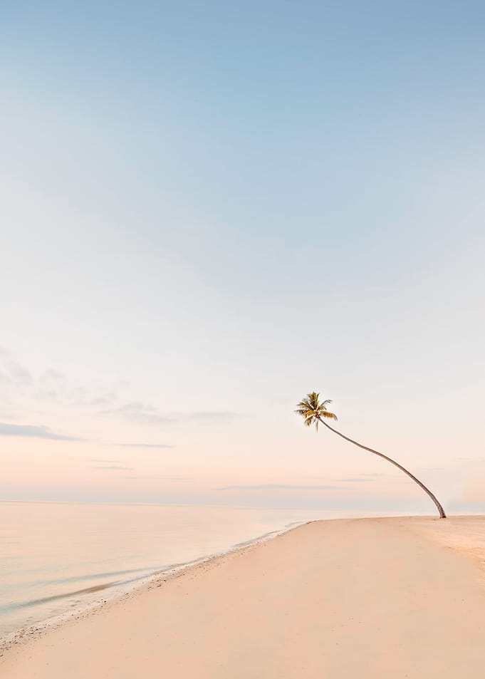 Calm beach palm