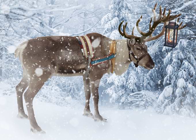 Mystic Animal Pictures
