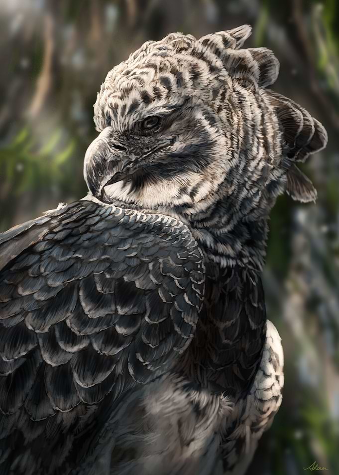 Harpy Eagle