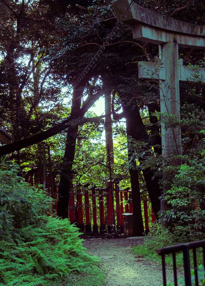 Mystical Forest with Torii