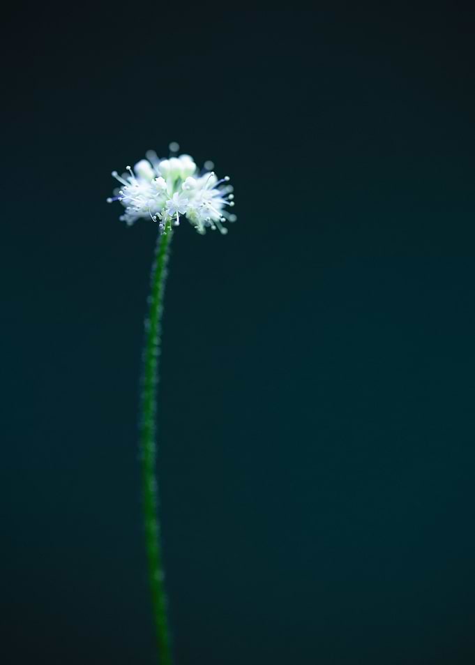 Hydrocotyle leucocephala