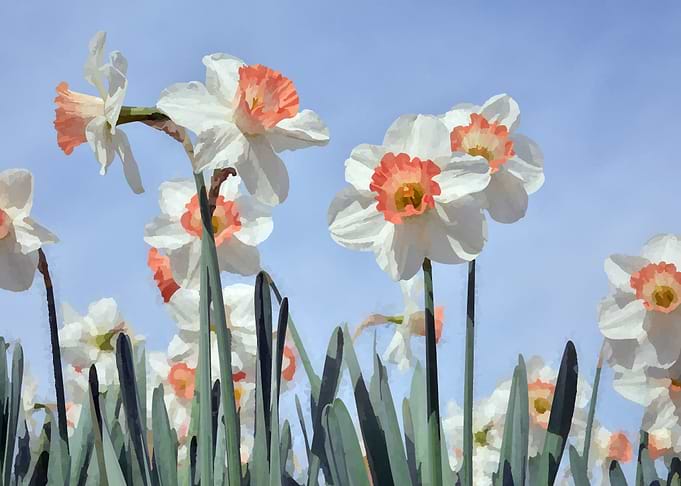 Daffodil