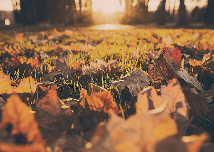 Fall Leaves