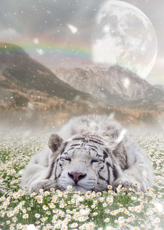 Mystic Animal Pictures