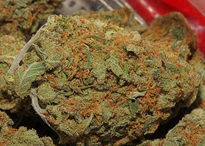 Super lemon haze cannabis