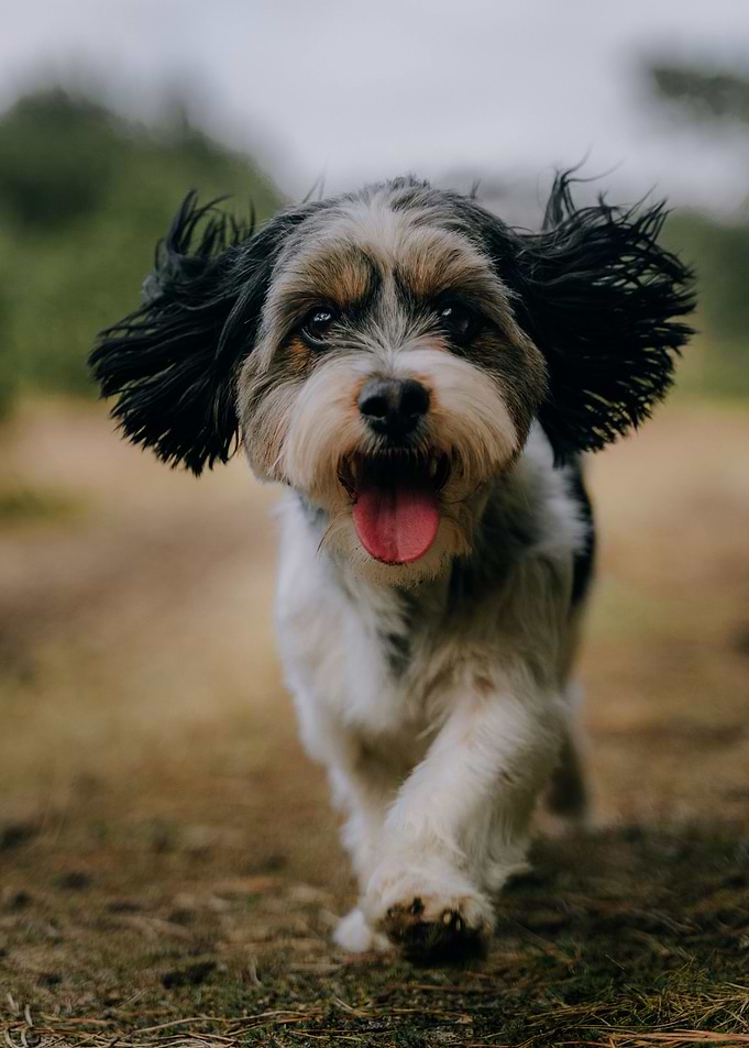KING CHARLES SPANIEL