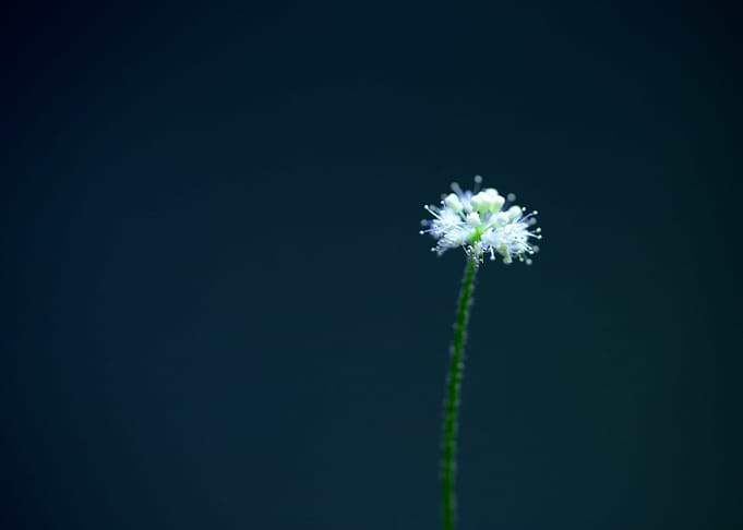 Hydrocotyle leucocephala