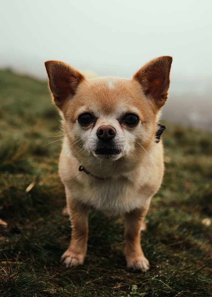 PUPPY