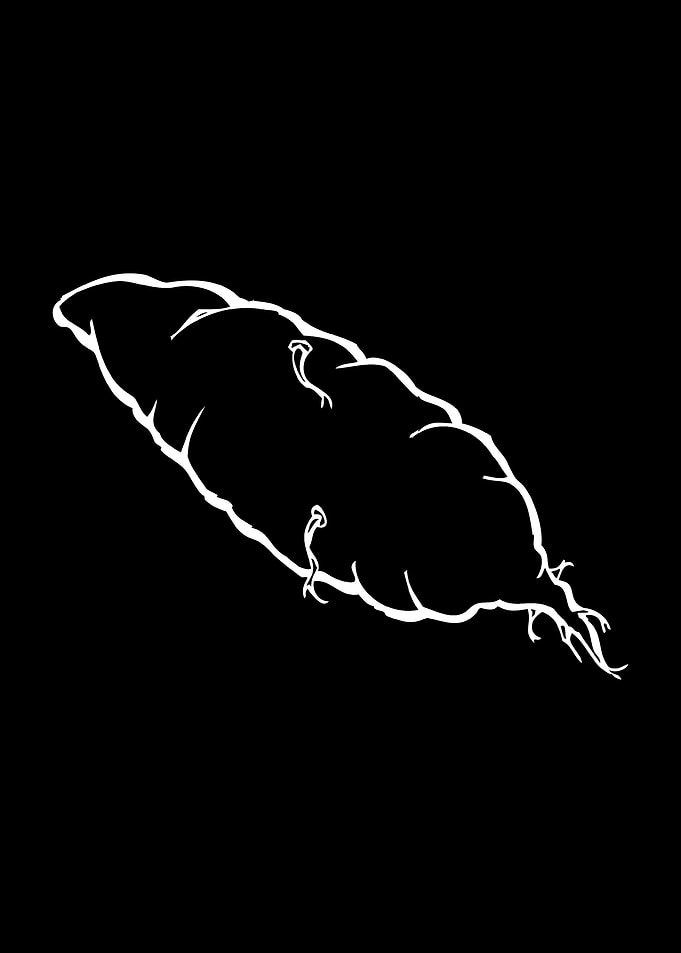 potato