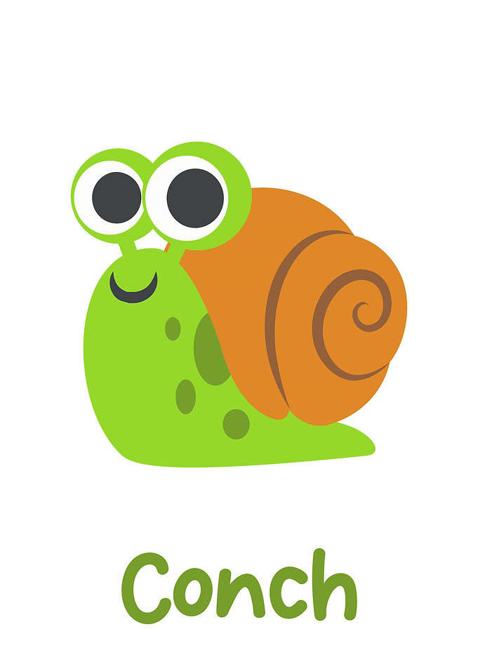 conch