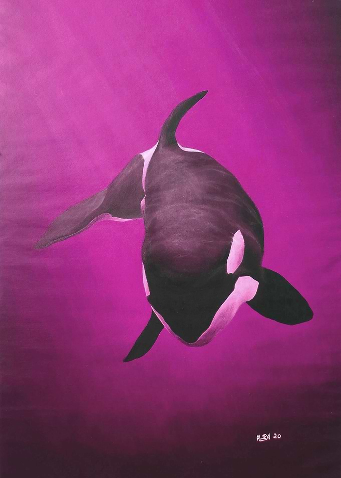 She Wolf Killer Whale
