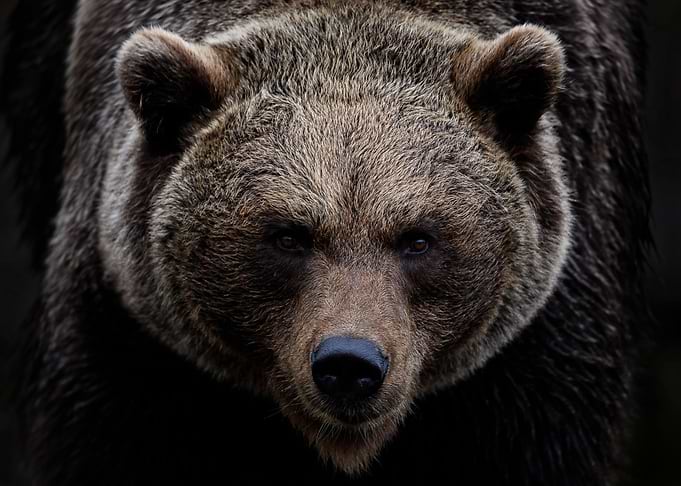 Animals Nature Brown Bear