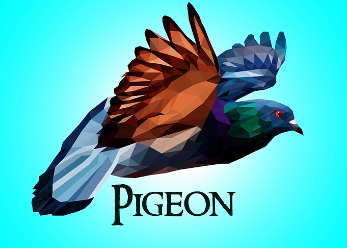 Pigeon