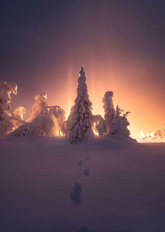 Glowing Trees