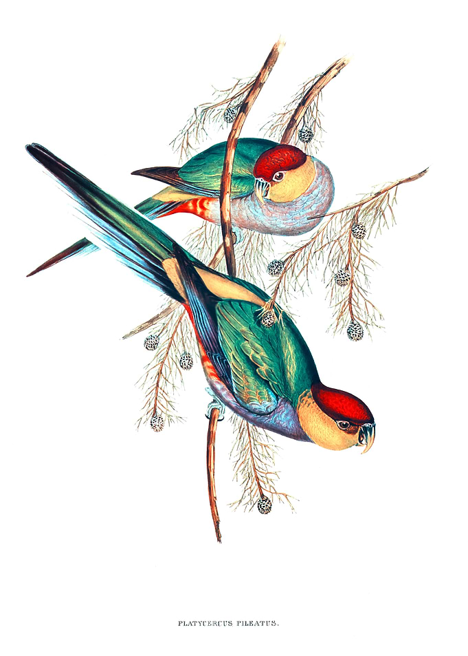 Red Capped Parakeet