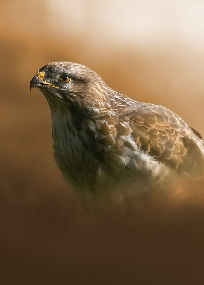 A Buzzard Portrait