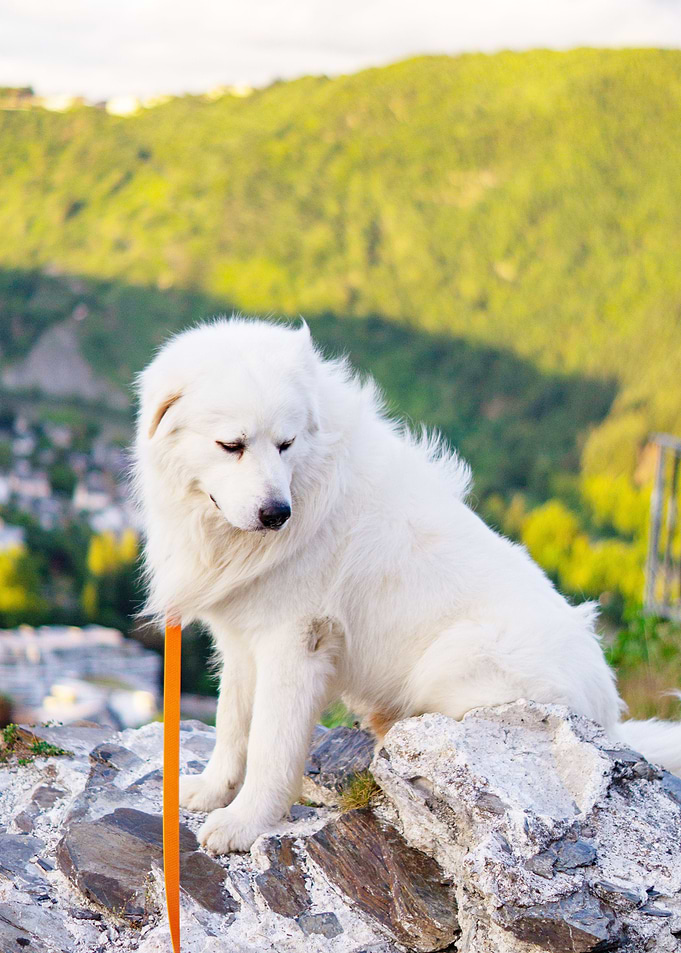 WHITE DOG