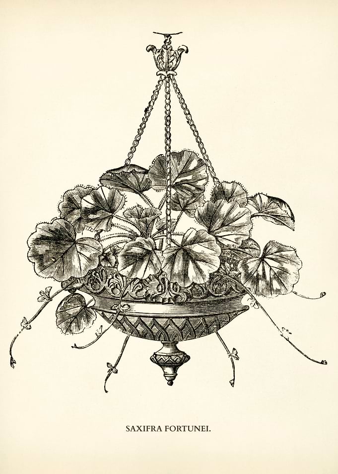 Fortune Saxifrage Vintage