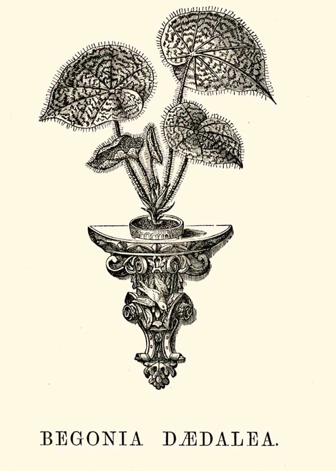 Begonia Daedalea