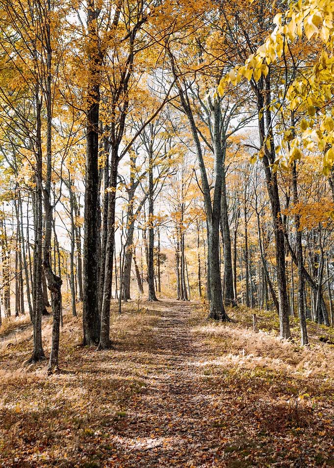 Yellow Trees in Autumn