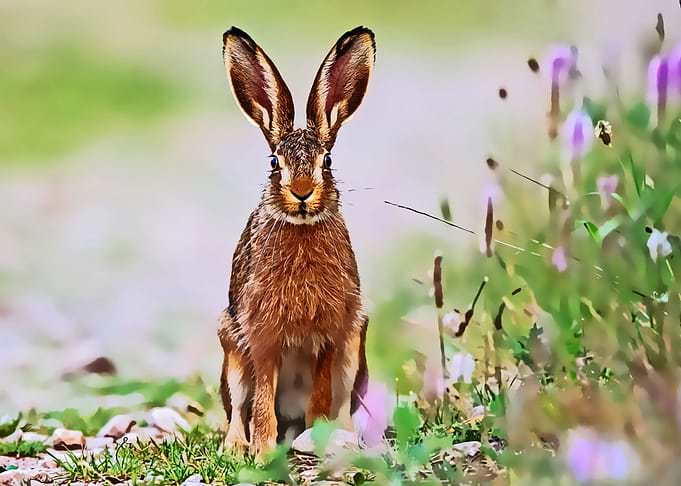 Rabbit