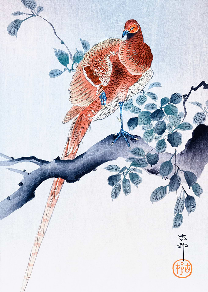 Copper Pheasant