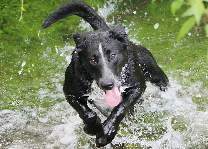 BLACK DOG