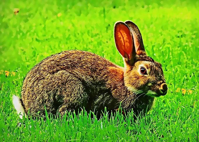 Rabbit