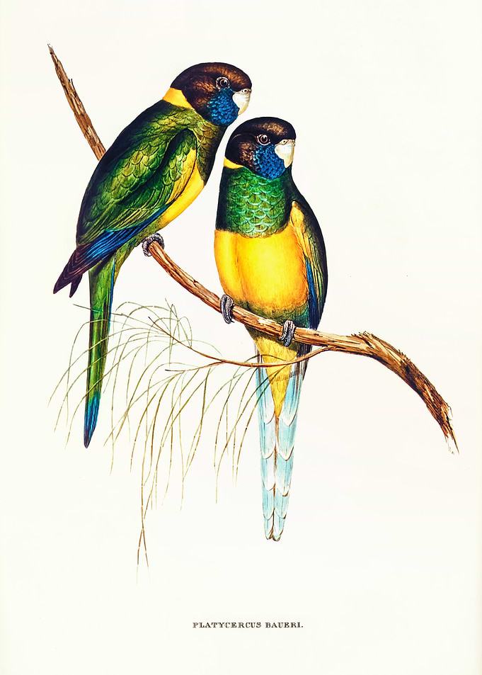 Bauer s Parakeet
