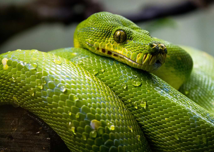 Snake eyes