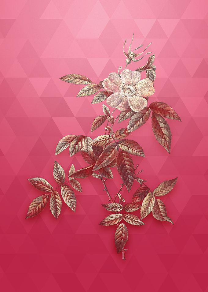 Gold Pink Boursault Rose