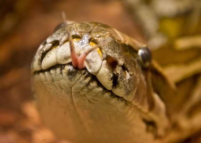 Forked Tongue