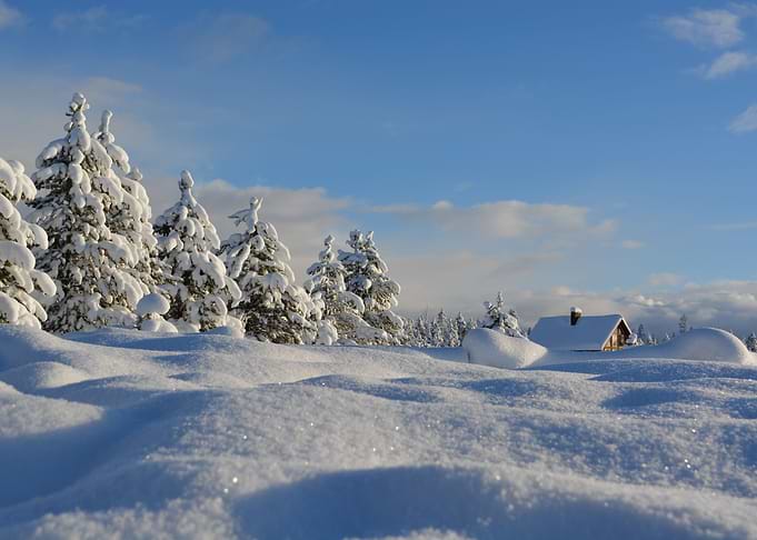 Frosty Forest