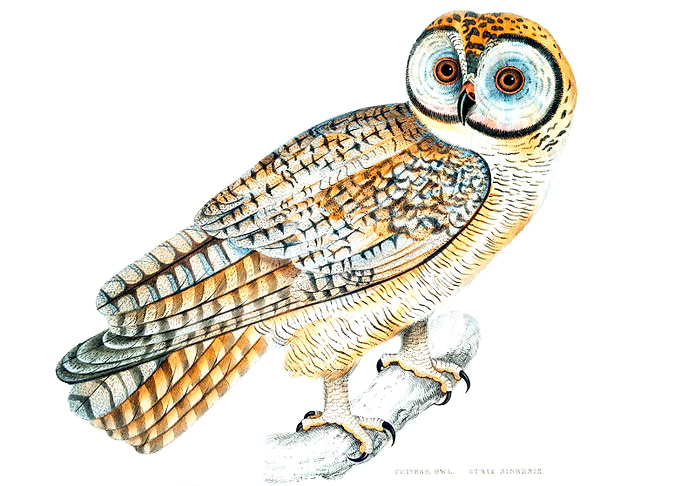 Chinese Owl