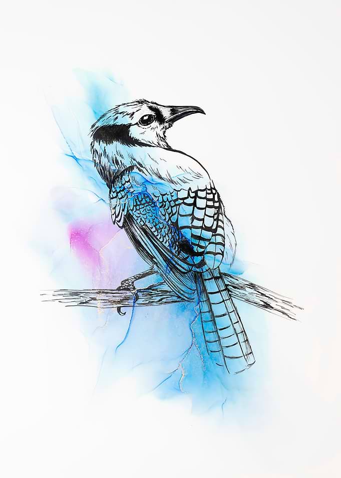 Blue Jay