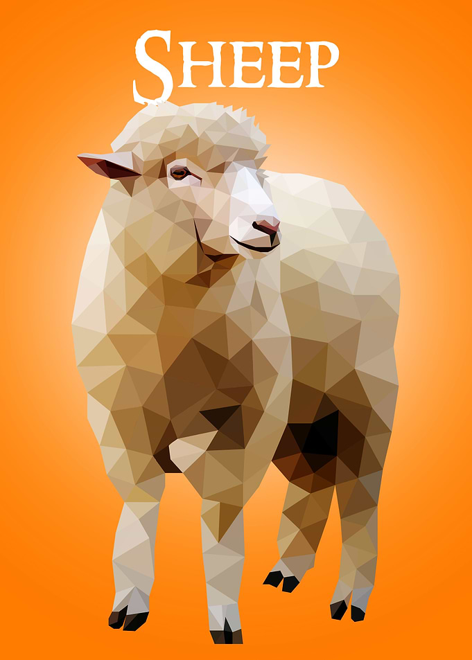 Sheep