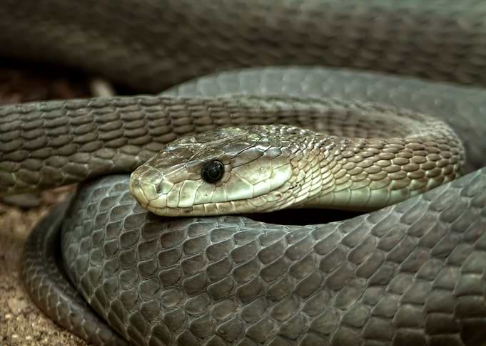 Coiled snake