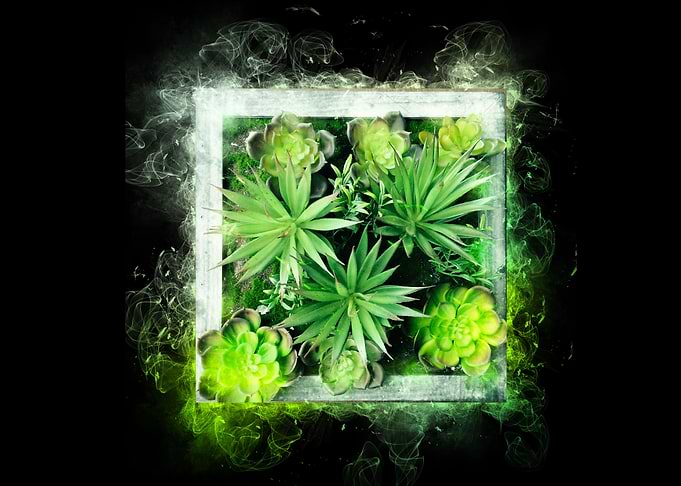 succulents plant smoke