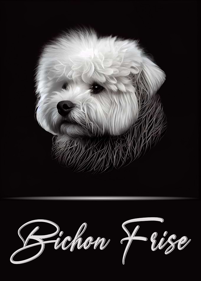 Adorable Bichon Frise