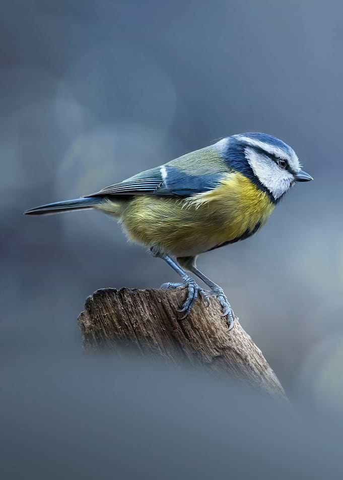 A Blue Tit Portrait 2